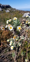 Osmitopsis asteriscoides