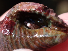 Calcinus elegans