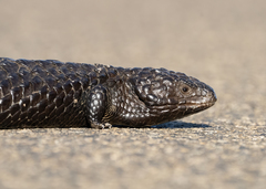 Tiliqua rugosa