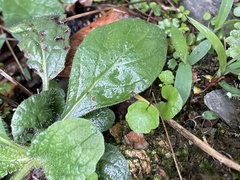 Ajuga reptans