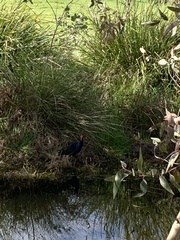 Porphyrio melanotus