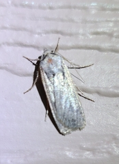 Peridroma saucia