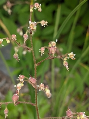 Heuchera glabra