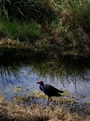 Porphyrio melanotus
