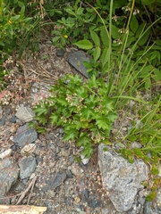 Heuchera glabra