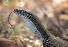 Varanus gouldii