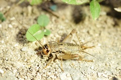 Loxoblemmus