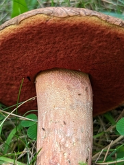 Neoboletus luridiformis