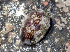 Monetaria caputserpentis