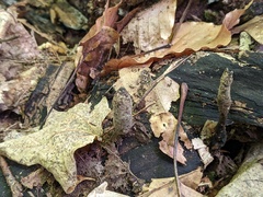 Xylaria longipes