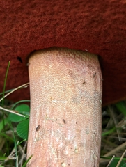 Neoboletus luridiformis