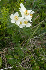 Anemonastrum