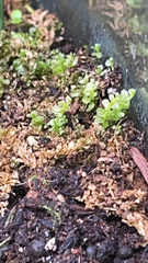 Plagiomnium cuspidatum