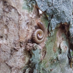 Anadenobolus monilicornis