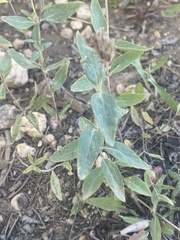 Monardella odoratissima