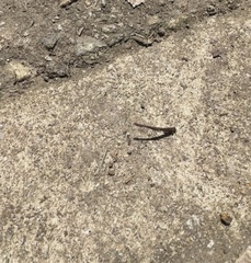 Chtonobdella limbata