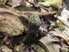 Xylaria longipes