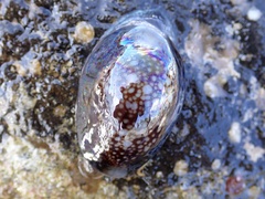 Monetaria caputserpentis