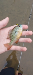 Lepomis megalotis