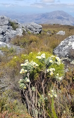 Osmitopsis asteriscoides
