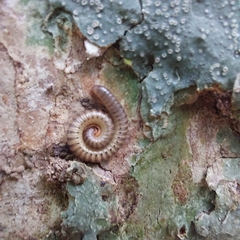 Anadenobolus monilicornis