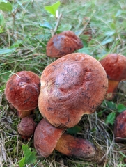 Neoboletus luridiformis