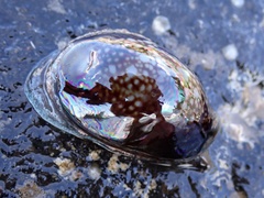 Monetaria caputserpentis