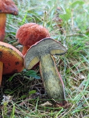 Neoboletus luridiformis