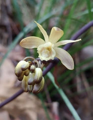 Erythrorchis cassythoides