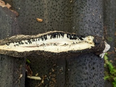 Xylaria longipes
