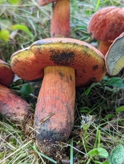 Neoboletus luridiformis
