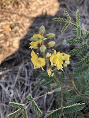 Hoffmannseggia glauca