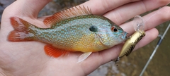 Lepomis megalotis