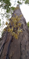 Erythrorchis cassythoides