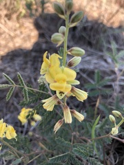 Hoffmannseggia glauca