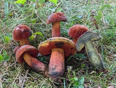 Neoboletus luridiformis