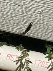 Euborellia annulipes