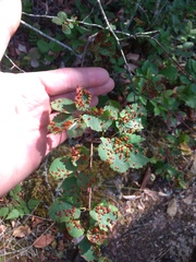 Blaesodiplosis