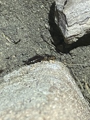 Euborellia annulipes