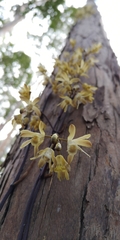 Erythrorchis cassythoides