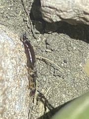 Euborellia annulipes