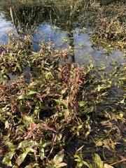 Persicaria decipiens