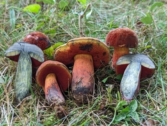 Neoboletus luridiformis