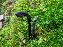 Hypomyces papulasporae