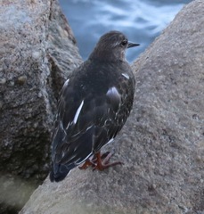 Arenaria melanocephala