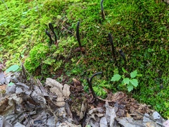 Geoglossum difforme