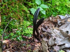 Geoglossum difforme