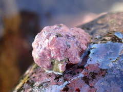 Lithothamnion