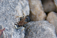 Crabroninae
