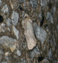 Acrolophus piger
